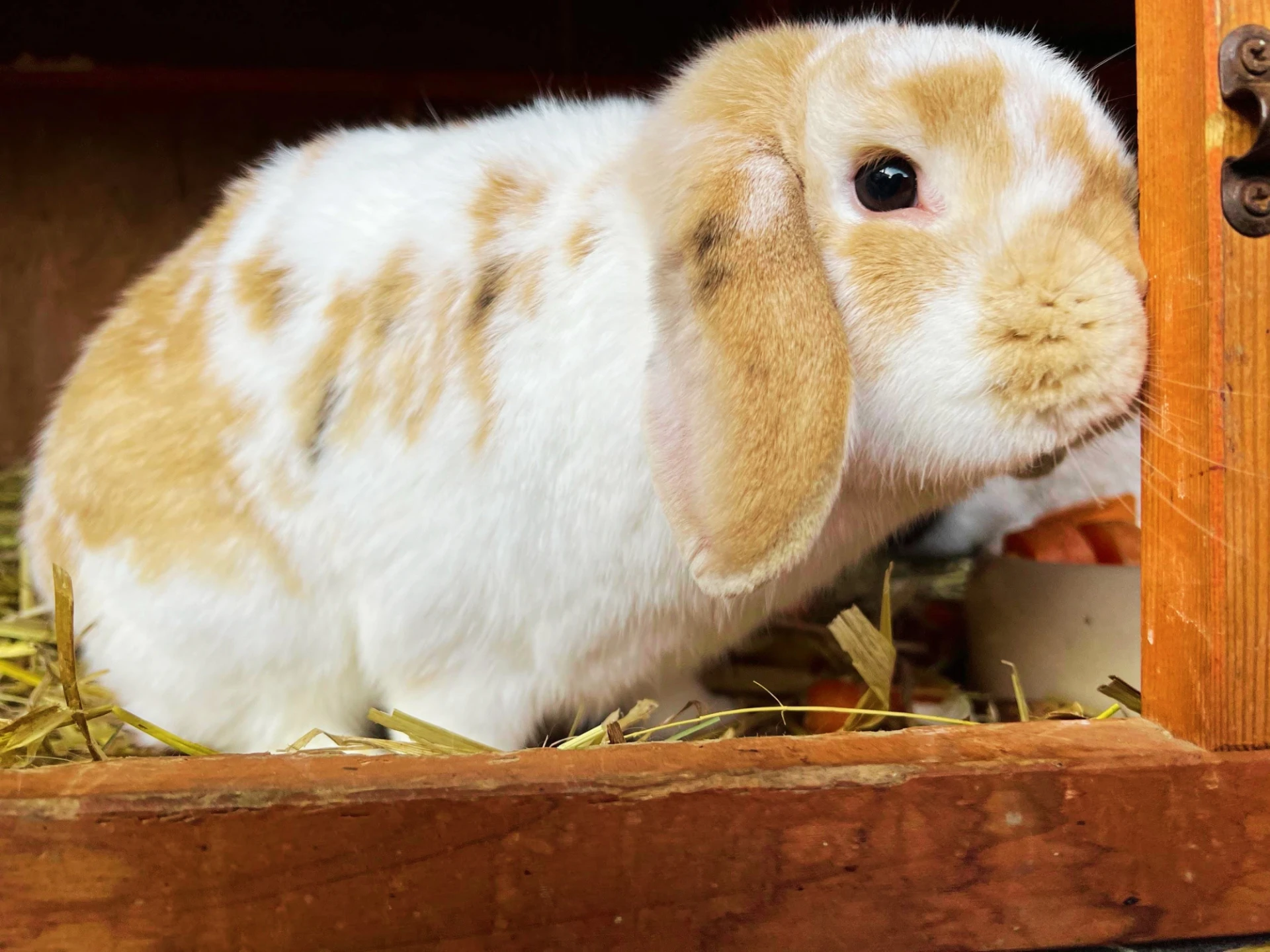 Hase im Kükennest Hase im Kükennest
