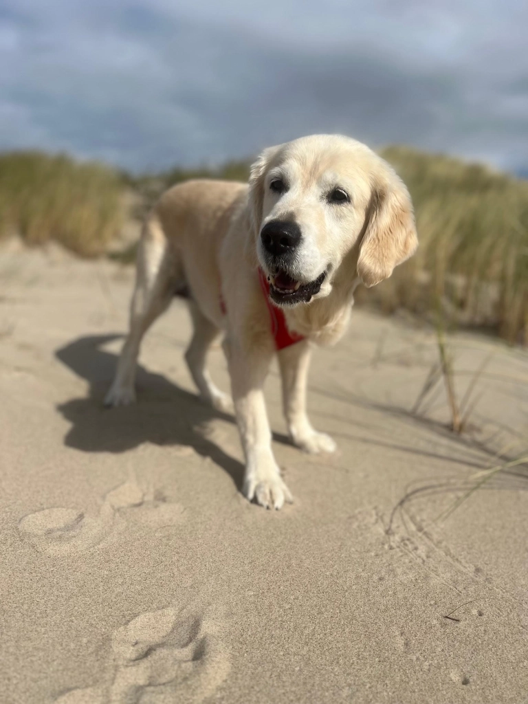 Holly Holly Golden Retriever